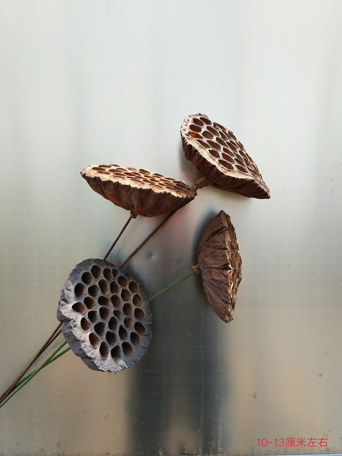 工艺品干花莲蓬加杆莲蓬头野生莲蓬壳干花小莲蓬头莲蓬壳