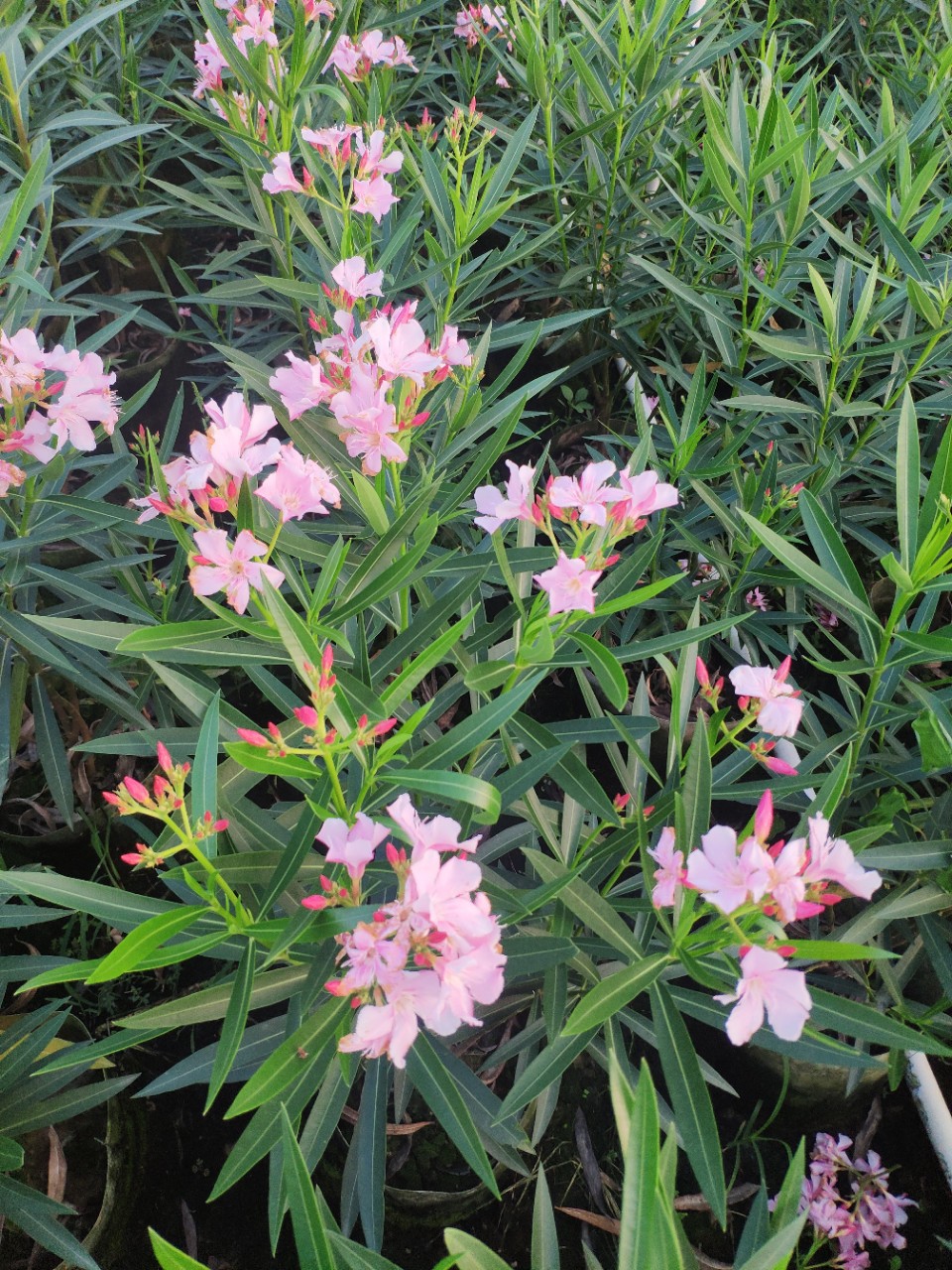 906供应粉花夹竹桃5070cm高十斤袋苗宫粉灌木