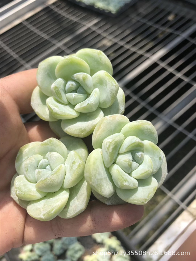 738山东多肉植物基地批发 冰玉群多肉品种状态实拍裸根发-阿里巴巴