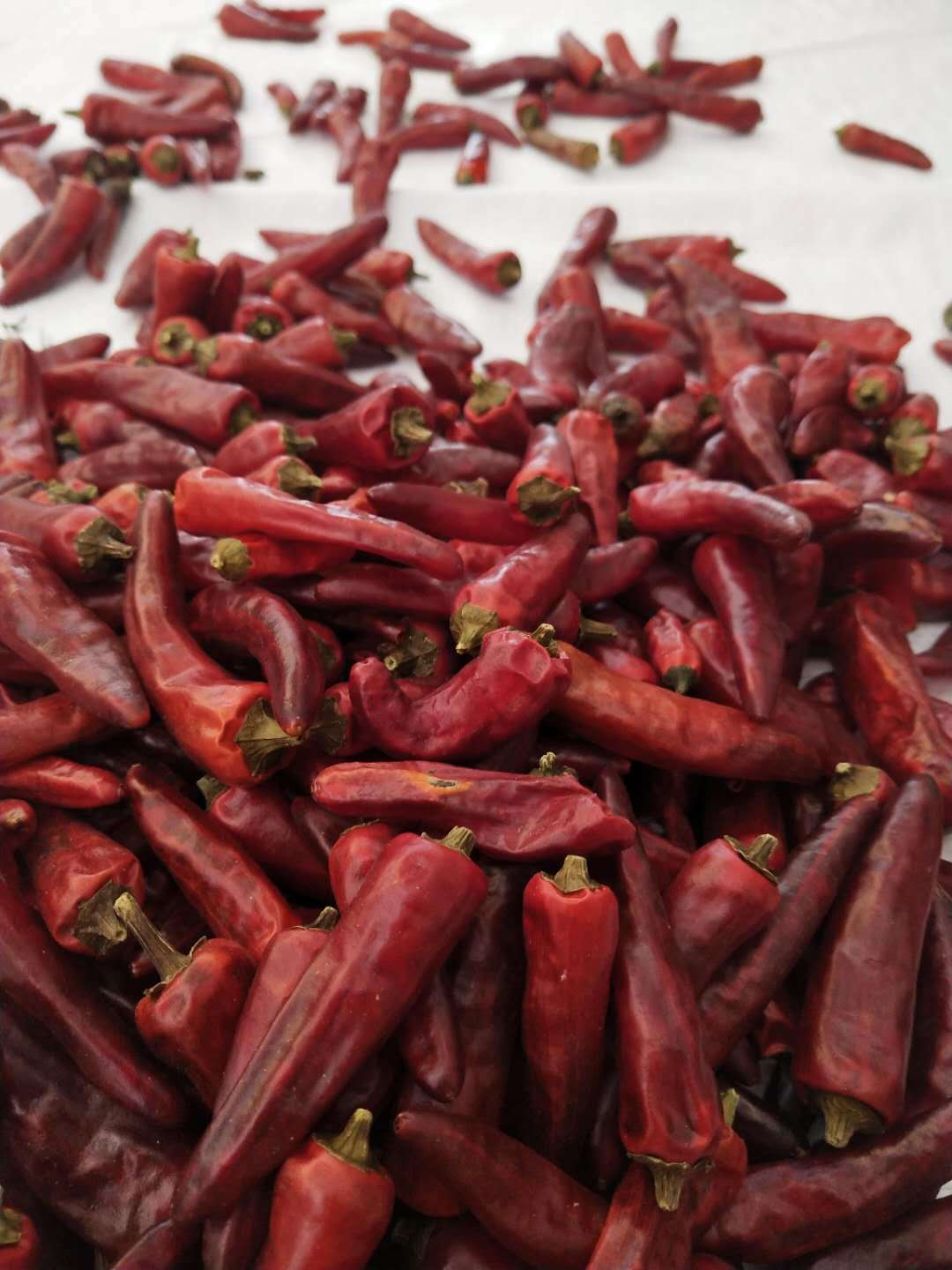 重庆直发石柱红3号重庆红辣椒火锅底料增辣干辣椒批发1份500g