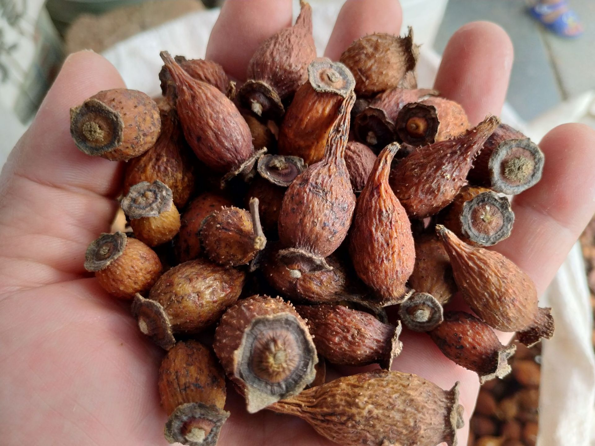 金樱子野生榆子金罂子刺梨子优质中药材泡酒山石榴山鸡子产地批发