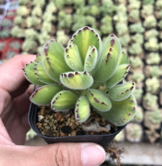 5cm盆空型多肉植物组合盆栽大棚