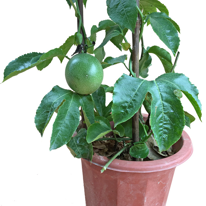 百香果苗盆栽大苗带果黄金苗当年结果紫香台农酸甜包邮