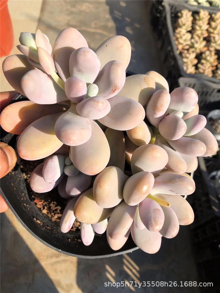 5556精品云南多肉基地限时批发 蛋黄鸡蛋奶群盆15cm多肉群生植物