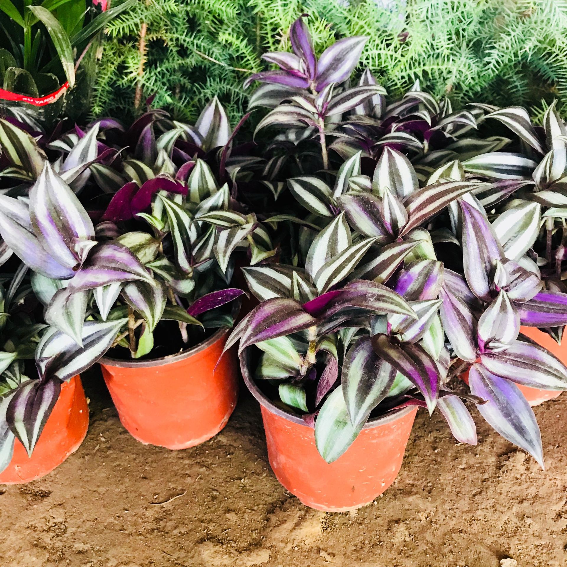 室内阳台四季常青垂吊植物吊竹梅 净化空气吸甲醛花卉盆栽吊竹梅