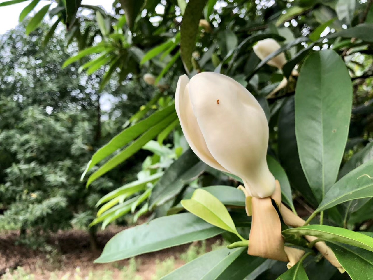 904基地直销灰木莲1215cm全冠地苗落叶木莲