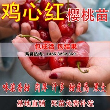 鸡心红樱桃苗 嫁接早红美早车厘子樱桃树苗黑珍珠樱桃南北方种植