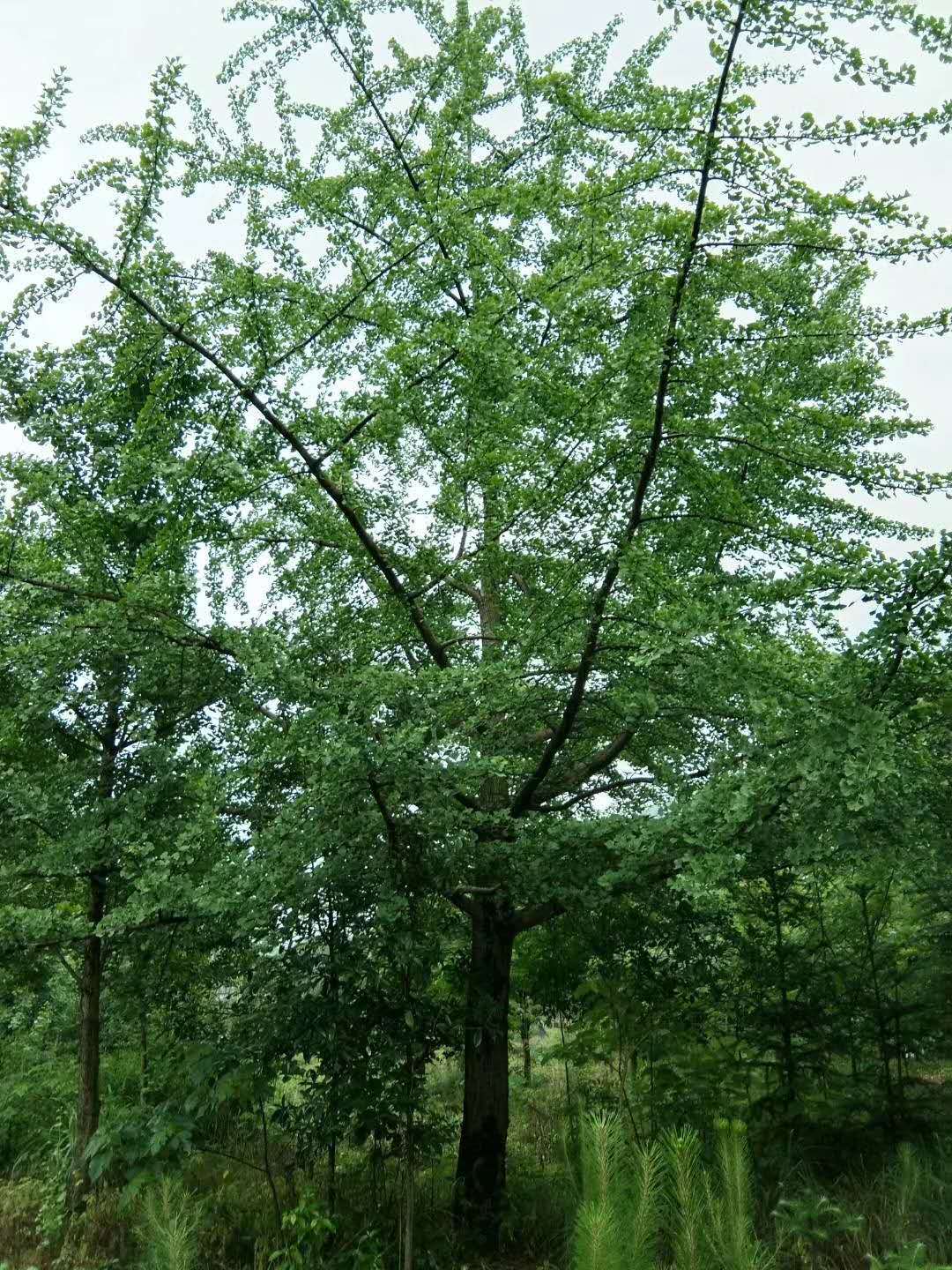 供应广西高质量银杏 行道树 10-40cm