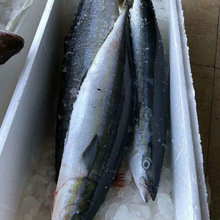野生海钓拉伦鱼纺锤鰤 冰鲜批发日料寿司刺身鱼西餐食材