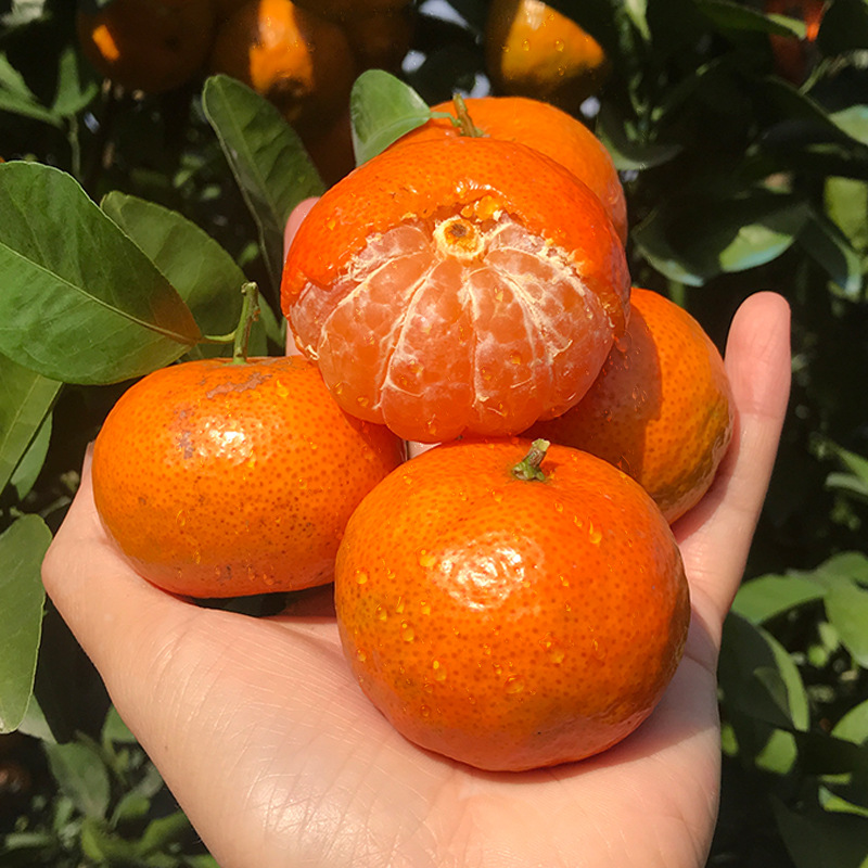 广西正宗砂糖桔子超甜蜜橘新鲜现摘当季水果整箱爆汁沙特一级10斤