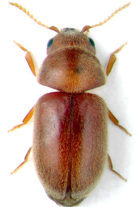 烟草甲 lasioderma serricorne (fabricius) 信息素 引诱剂 诱芯