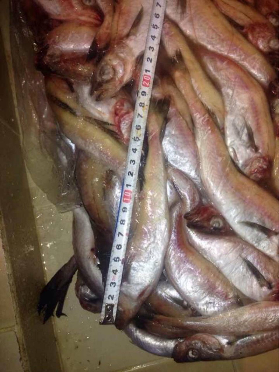 俄罗斯狭鳕鱼,明太鱼