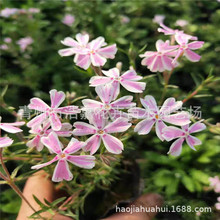 丛生福禄考盆栽 芝樱宿根花卉花海景观设计绿化山东青州基地盆栽