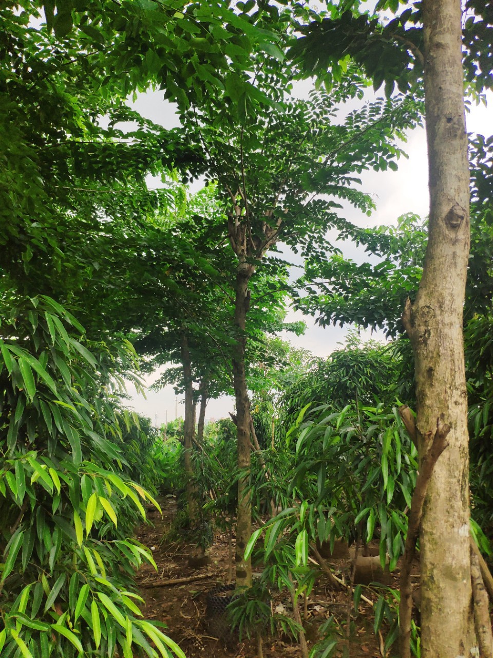 908供应 印度紫檀 15-18cm假植苗 大叶紫檀树 市政绿化行道树