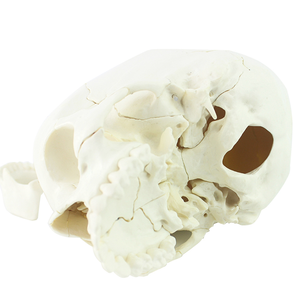 医学艺用美术人体头骨模型 亚洲头颅骨解剖模型标本skull颅骨骼结
