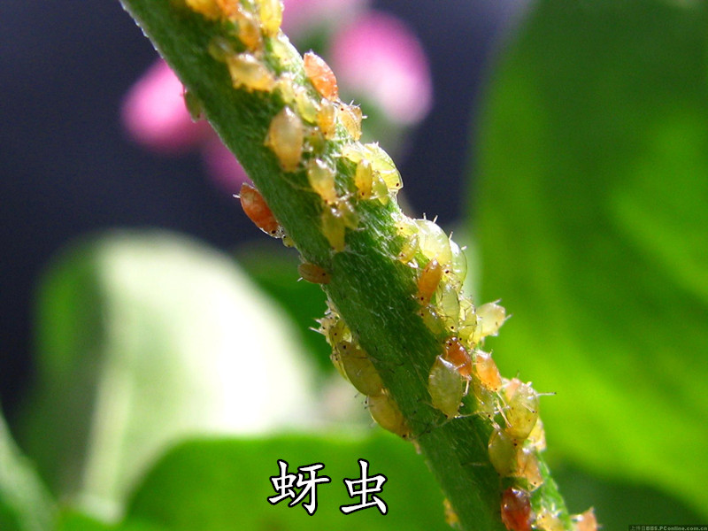 禾益吸停啶虫脒70% 花卉园艺多肉蚜虫蓟马烟粉虱白粉虱农药杀虫剂