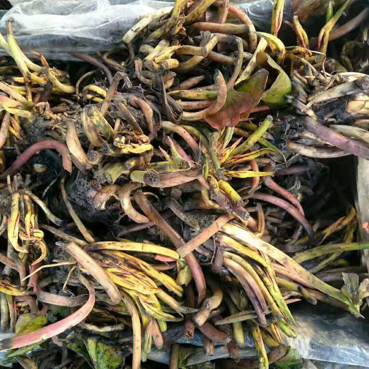 直销大睡莲睡莲根块水生植物迷你睡莲多色睡莲睡莲苗量大优惠