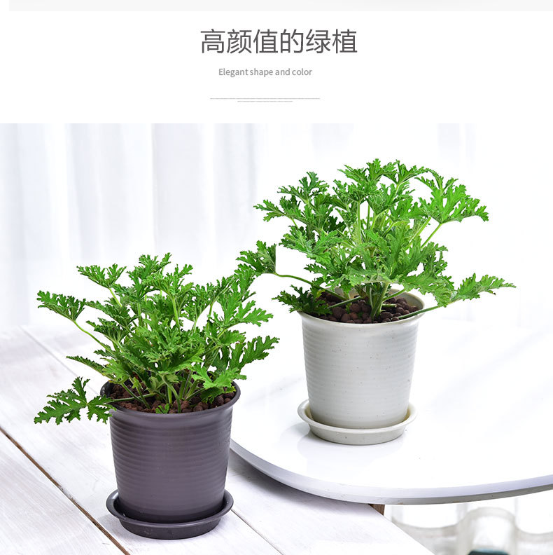 驱蚊草盆栽夏季具有驱蚊效果 室内庭院食虫草驱蚊草盆栽大苗