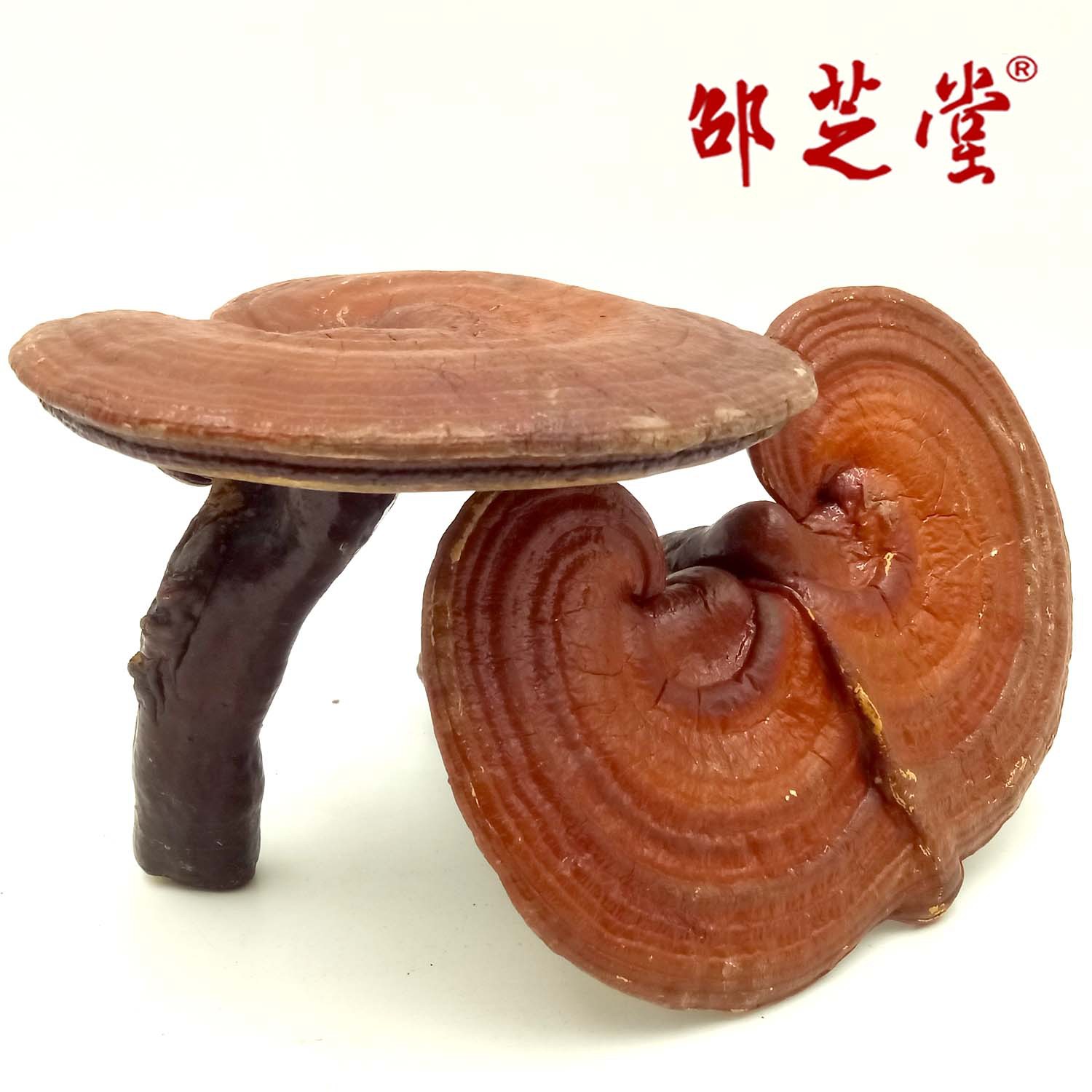 0 标签:药用灵芝专供药厂灵芝提取灵芝赤灵芝 