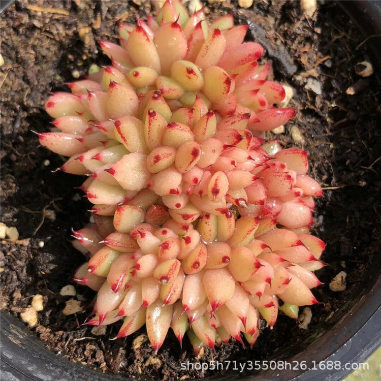 001云南精品多肉盆栽植物批发 魅灵盆10cm多肉珍稀品种状态品相美