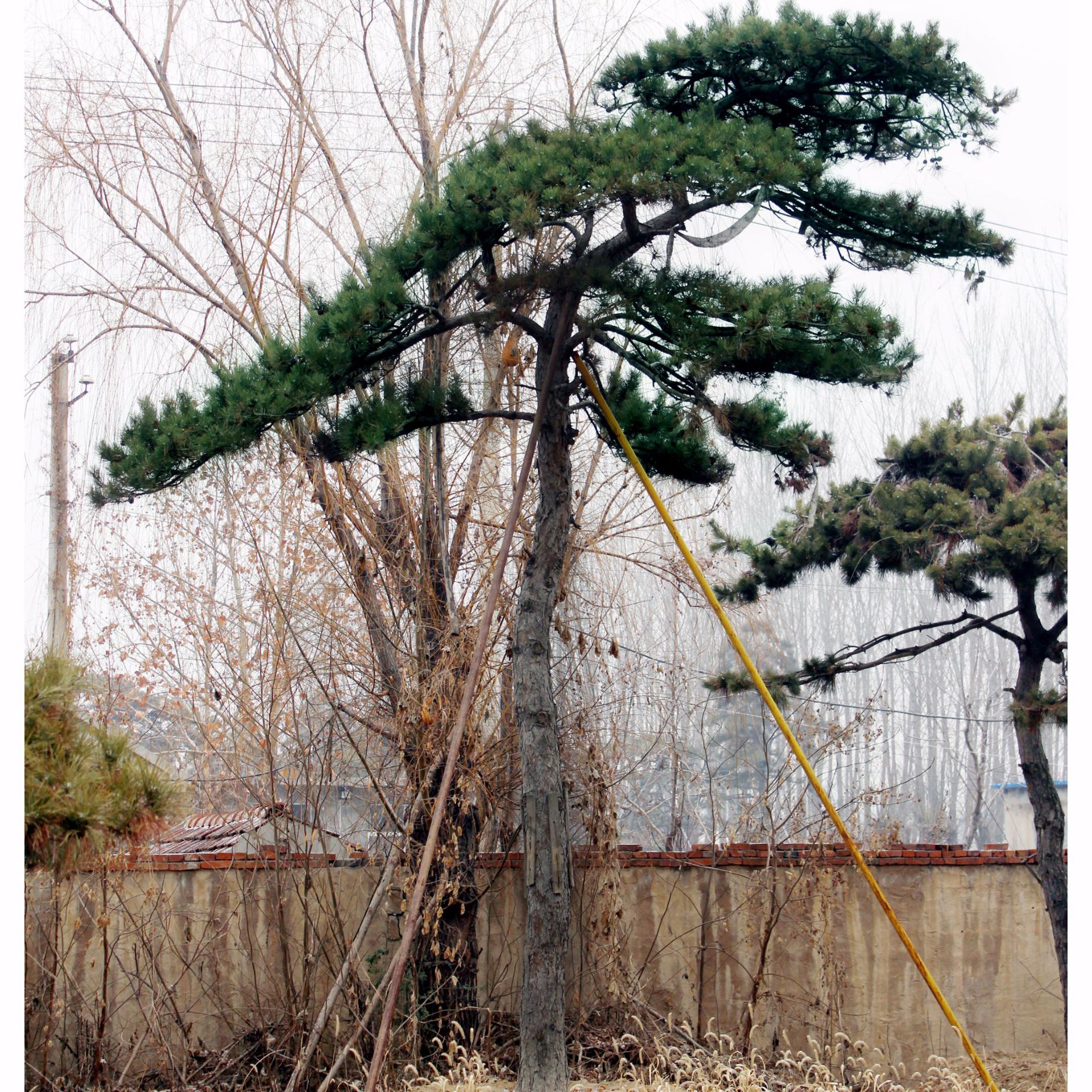 园艺场出售迎客松 园林绿化 品种保障带土球发货迎客松