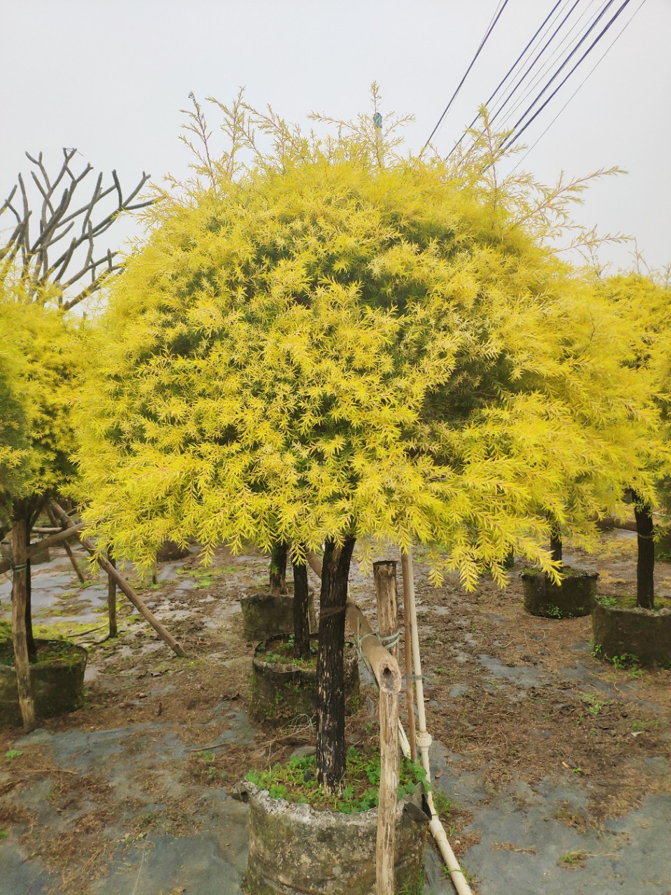 供应 高桩黄金香柳球 1.5-1.7米高 高杆千层金球 伞型