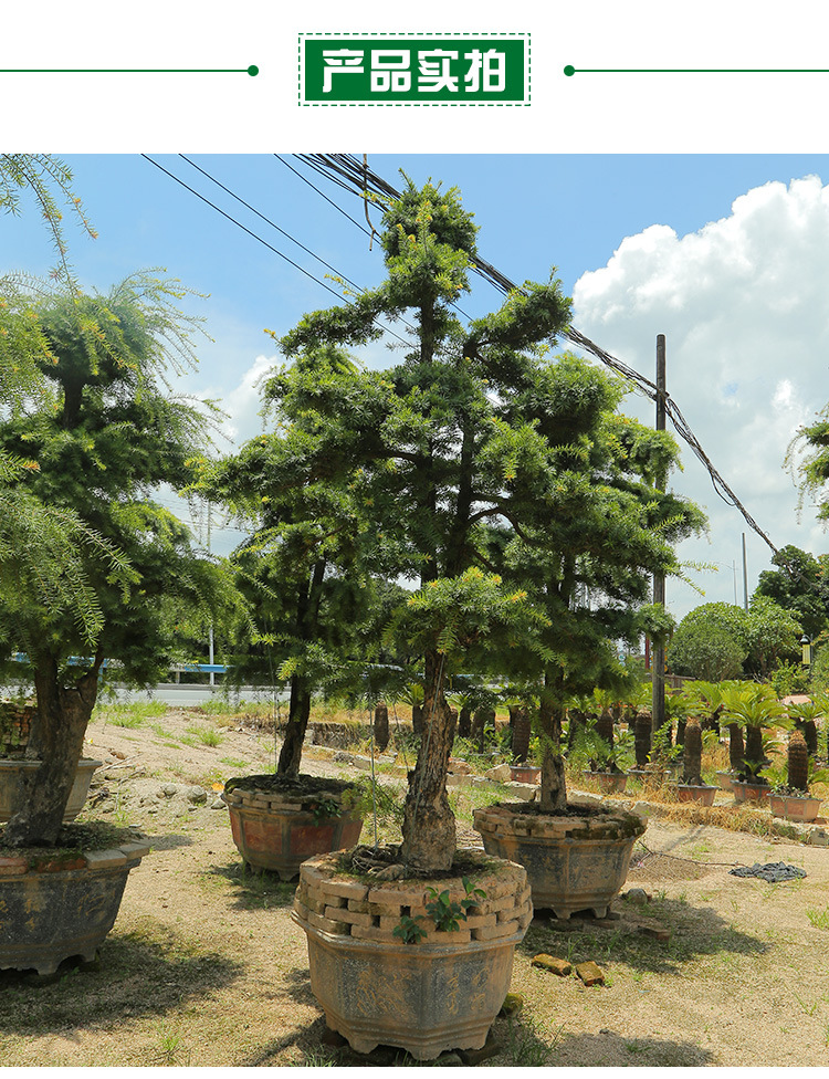 杜松盆景基地批量种植自产自销 公园庭院风景树 宏景园艺欢迎询价