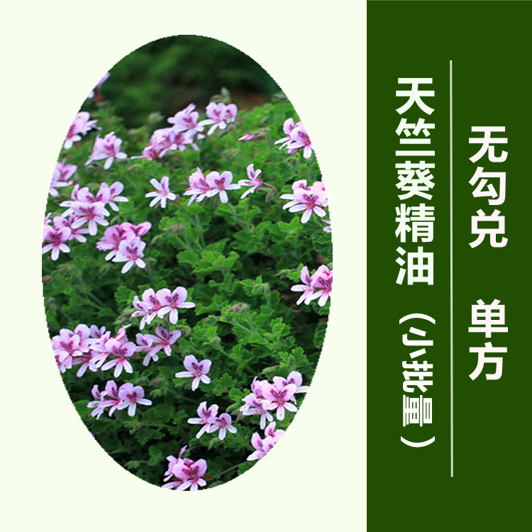 厂家供应无勾兑玫瑰天竺葵精油单方100ml按摩精油批发天竺葵精油