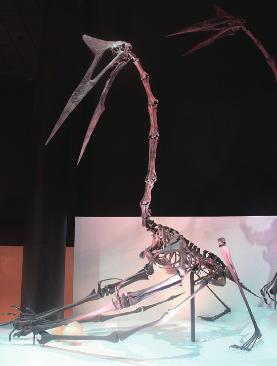 风神翼龙化石装架