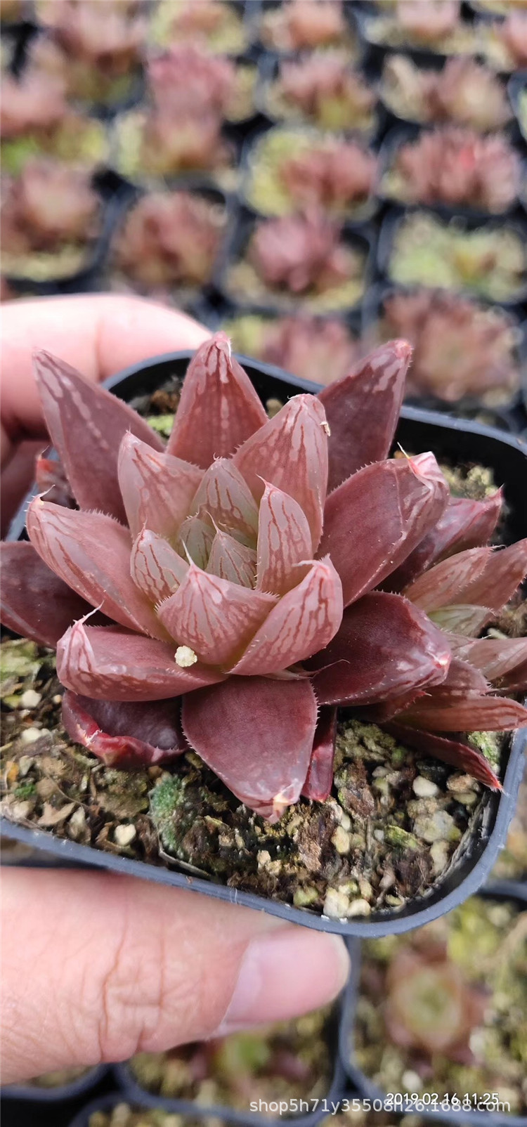 基地批发十二卷属多肉植物 花斑鹿群 红水晶玉露单头