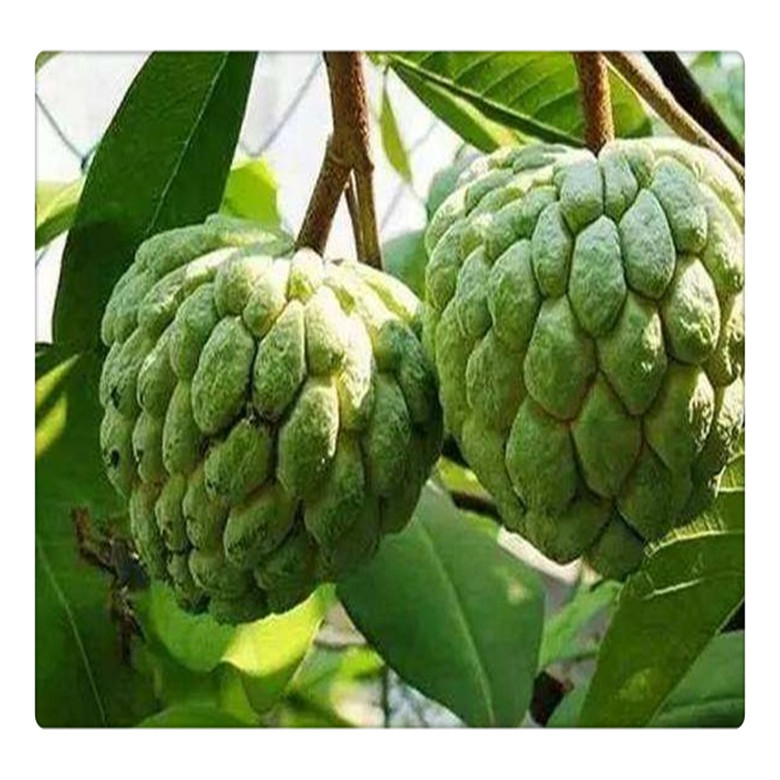 台湾凤梨释迦果树苗释迦苗番荔枝苗欢迎选购