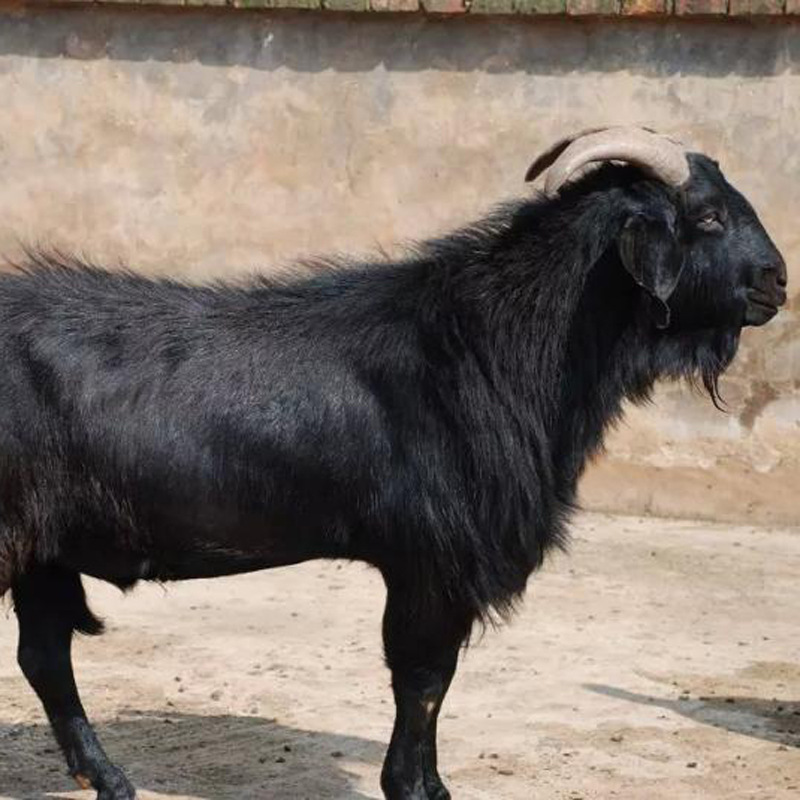 养殖场批发肉羊羊羔小尾寒羊波尔山羊黑山羊价格