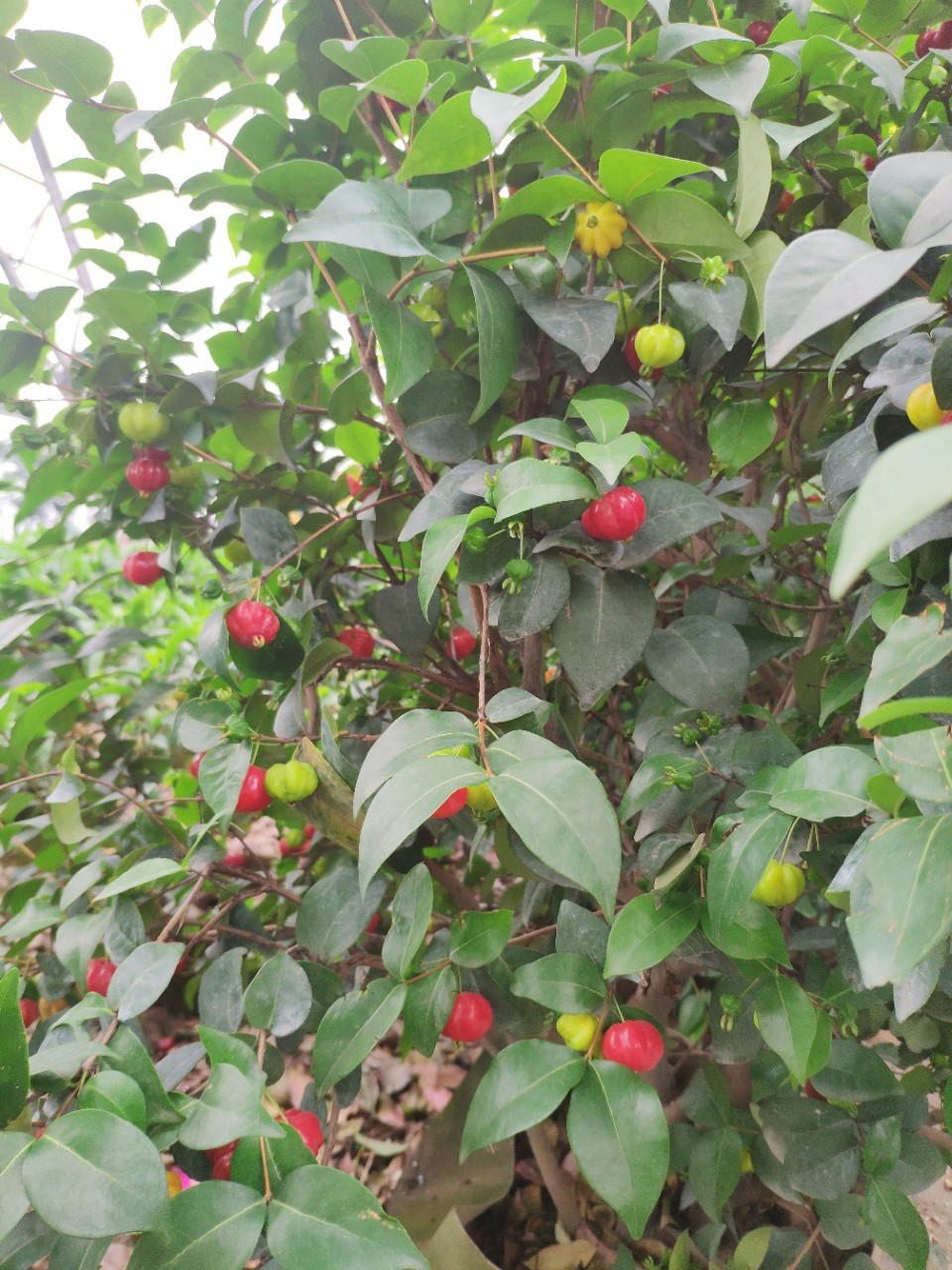 904基地直销红果仔球50100cm袋苗红果仔