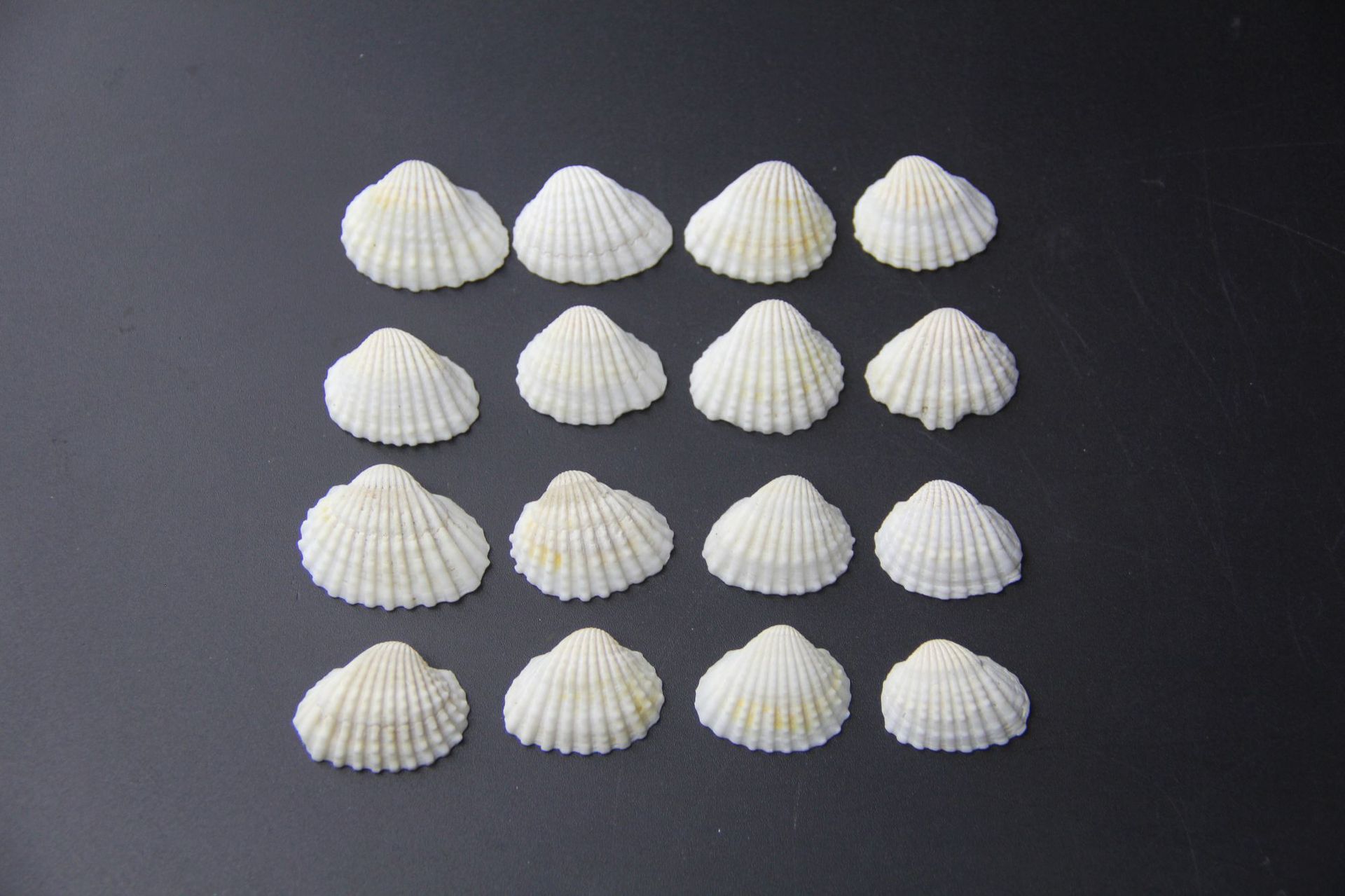 苔藓微景观饰品 白色小贝壳 装饰品 diy组装小摆件玩具 造景插件