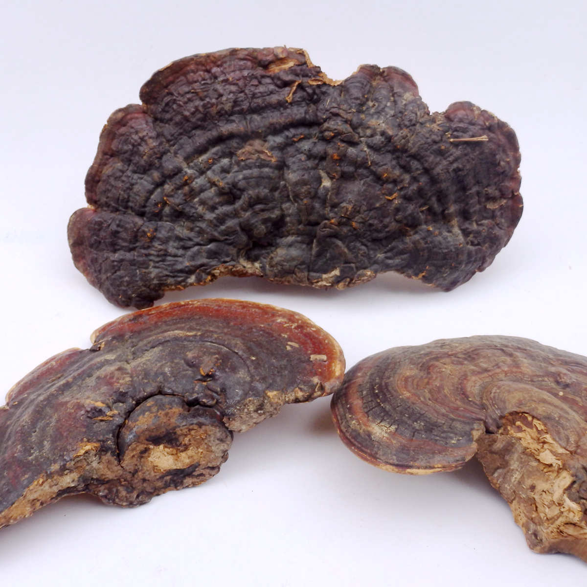 批发中药材唐灵芝林芝灵芝整朵整枝新鲜干货小灵芝赤芝一公斤一袋