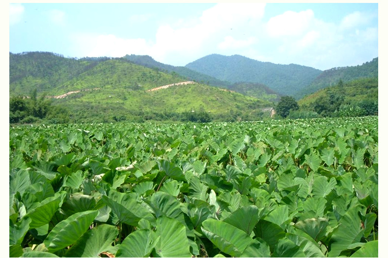 广西荔浦芋头1斤 新鲜现挖软糯大香芋 【t15】