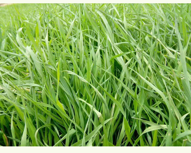 包邮2019年新提摩西草提木西草兔草 兔兔龙猫豚鼠干草牧草500克