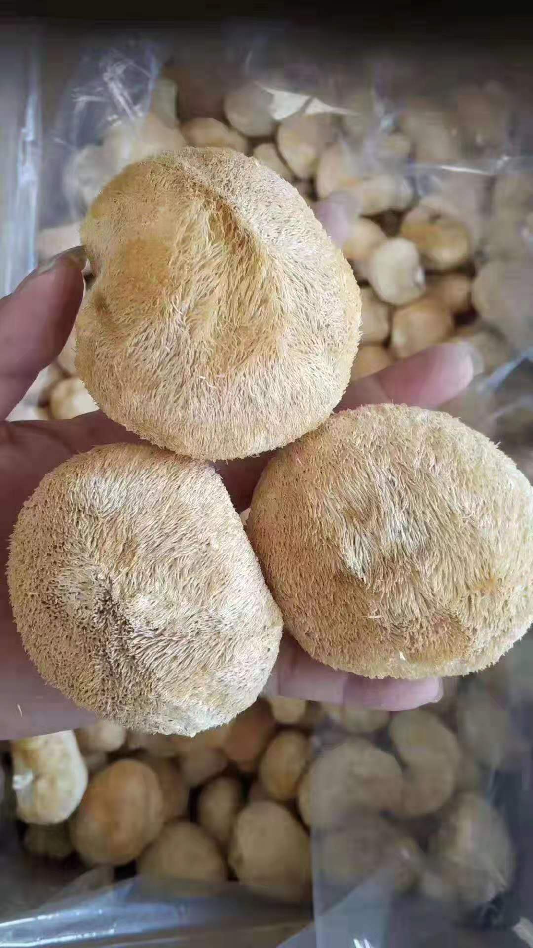 古田特产干货猴头菇 新货农家猴头菇干货批发500g 餐饮素食