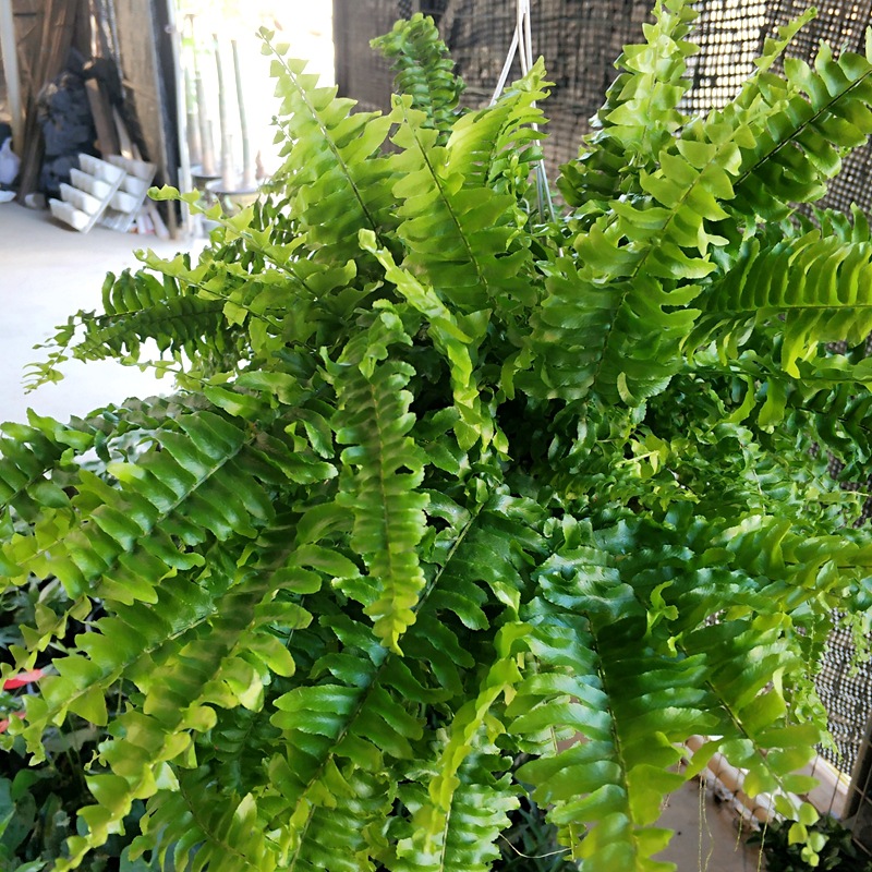 1039广州批发 绿植盆栽 居家壁挂 垂吊蕨类 波斯顿蕨180
