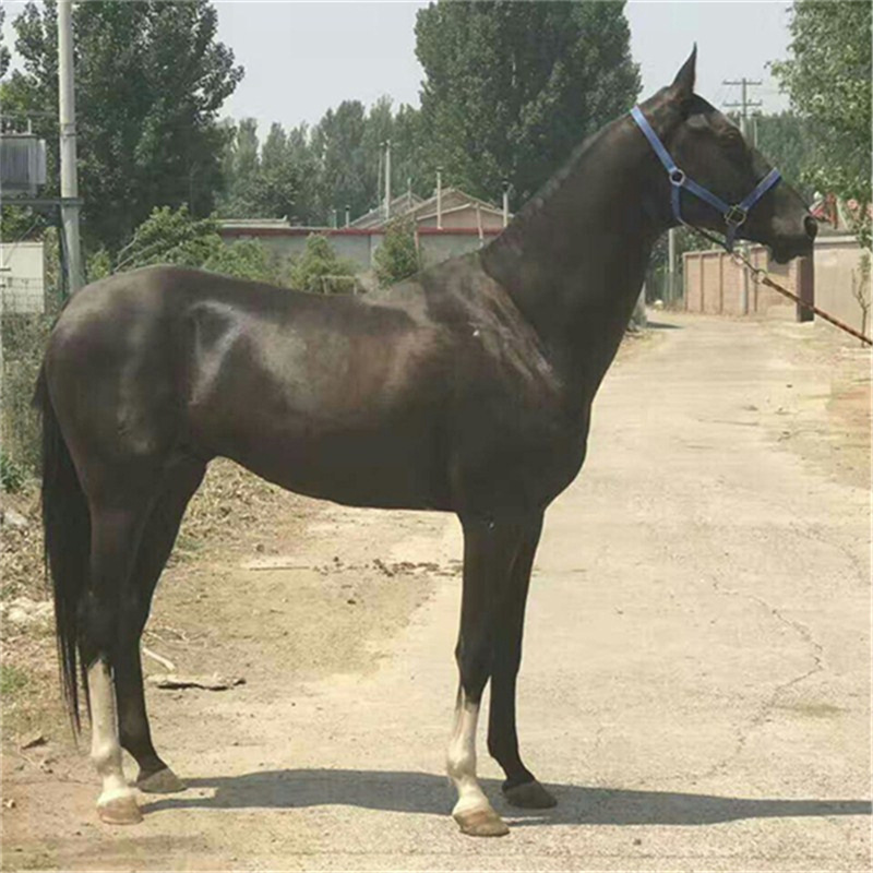 骑乘马, 旅游娱乐风景区观赏马,影视用马,黑马,黄骠马,枣红马,菊花青