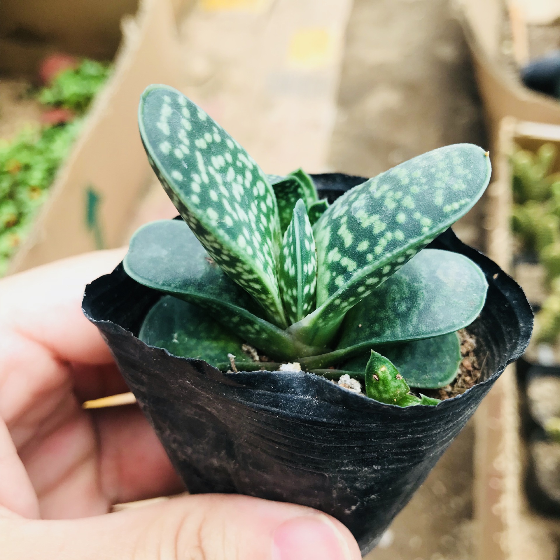 子宝群生锦多肉植物元宝蓝肉肉植物盆栽迷你室内桌面小盆栽多肉