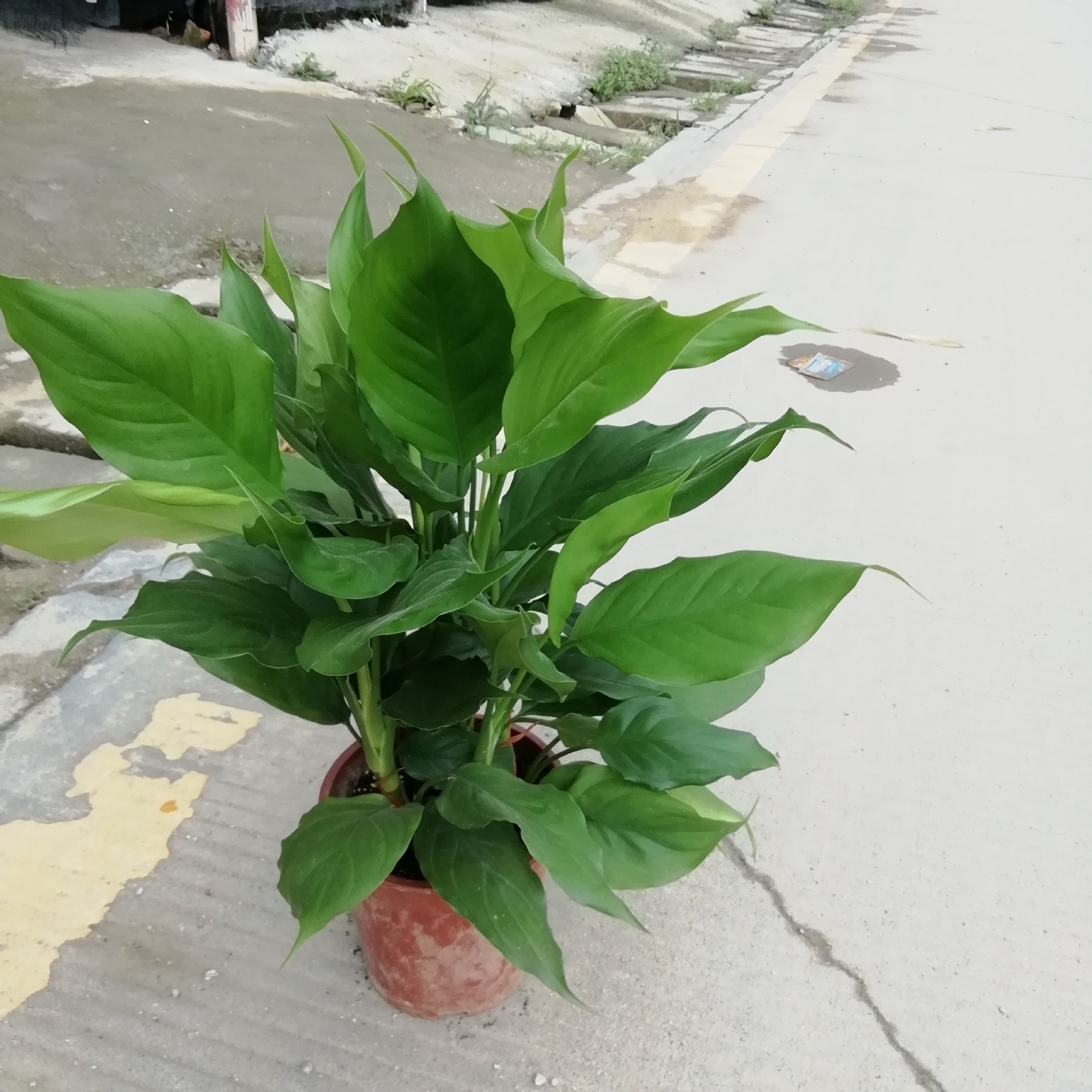 基地供应室内观叶植物广东万年青230杯园林绿化盆栽花卉批发