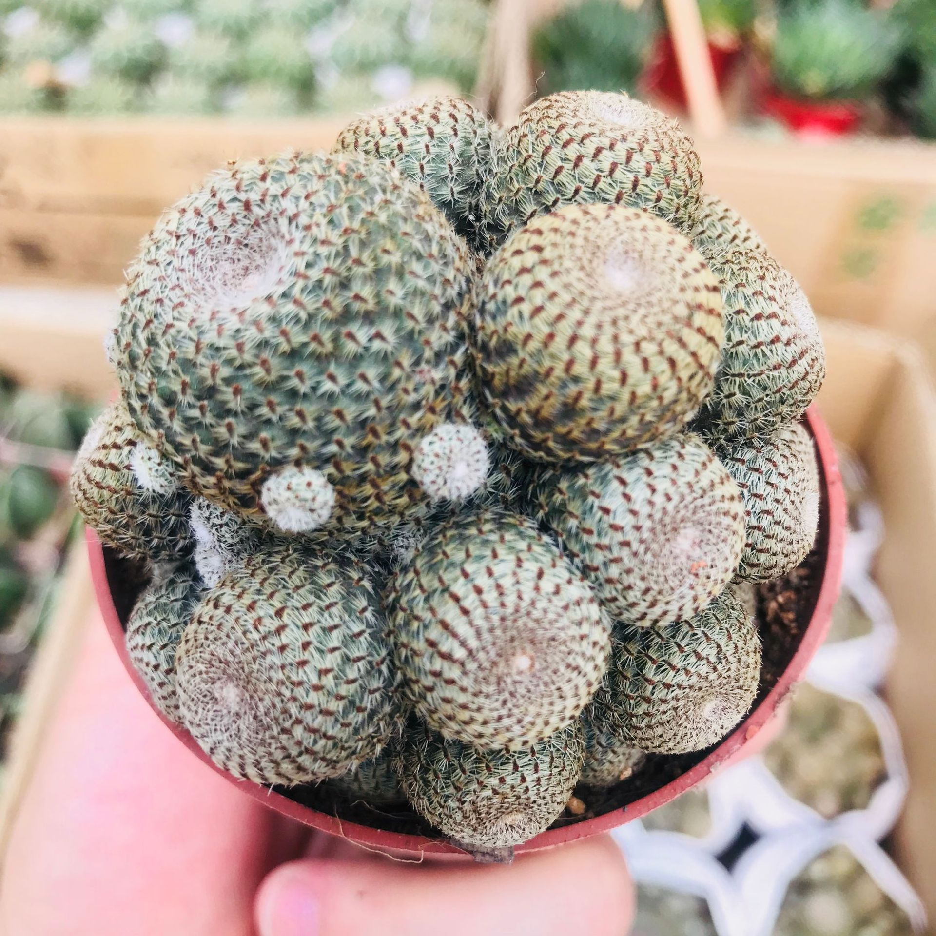 多肉植物仙人掌仙人球城堡山 多头群生贵货电脑桌面净空气橙宝山