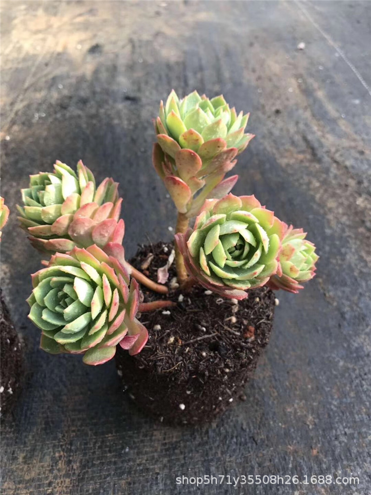 0181云南精品大棚批发多肉品种 绿蔷薇群4头起多肉人气植物裸根发