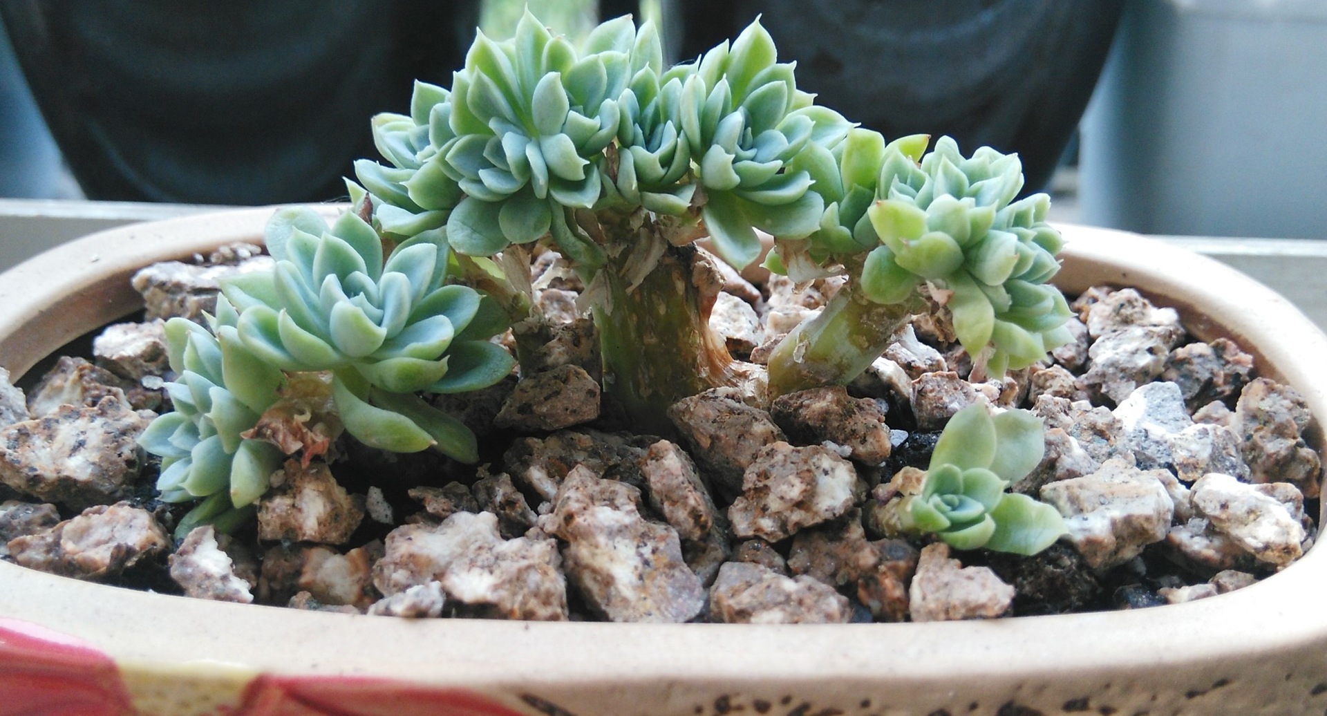 广州3-6mm麦饭石 多肉种植拌土铺面水质净化颗粒基质中颗粒麦饭石