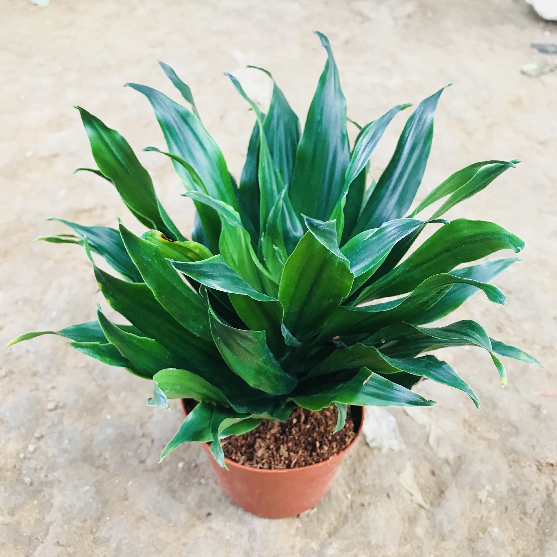 销售四季常青花卉太阳神绿植盆栽 室内外桌面净化空气万年青盆栽