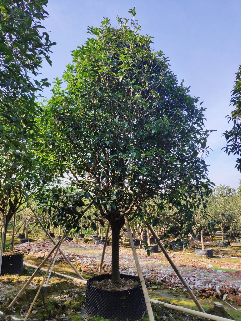 907供应 精品全冠 四季桂 八月桂 金桂 12-20cm桂花树 假植苗