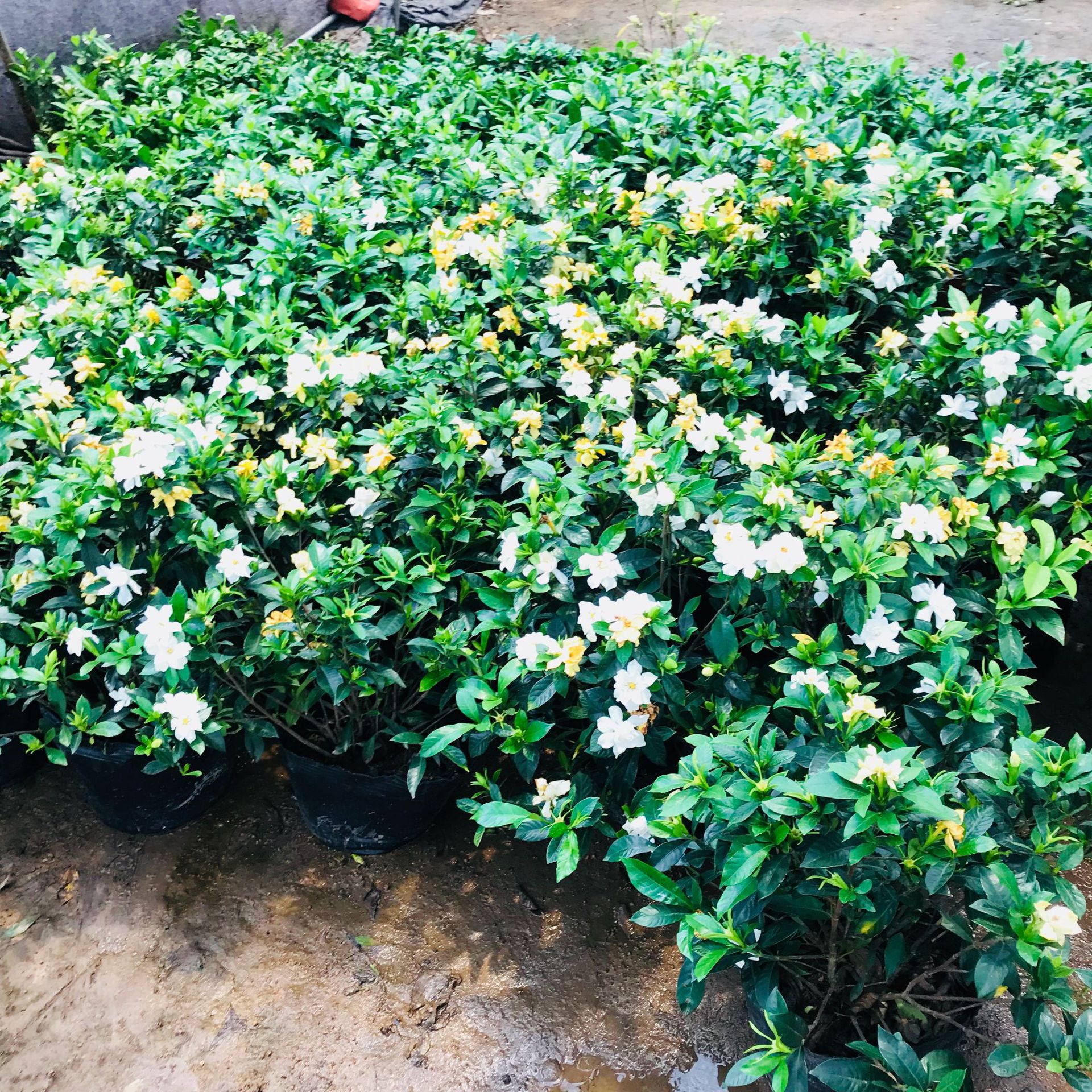 大棚销室内阳台庭院栀子花盆栽 好养观花绿植小叶大盆栀子花批发