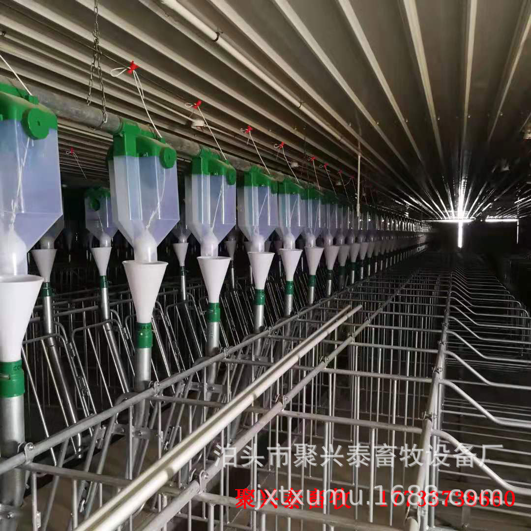 现代自动化养猪设备 自动养猪料线 养猪自动化上料 料线