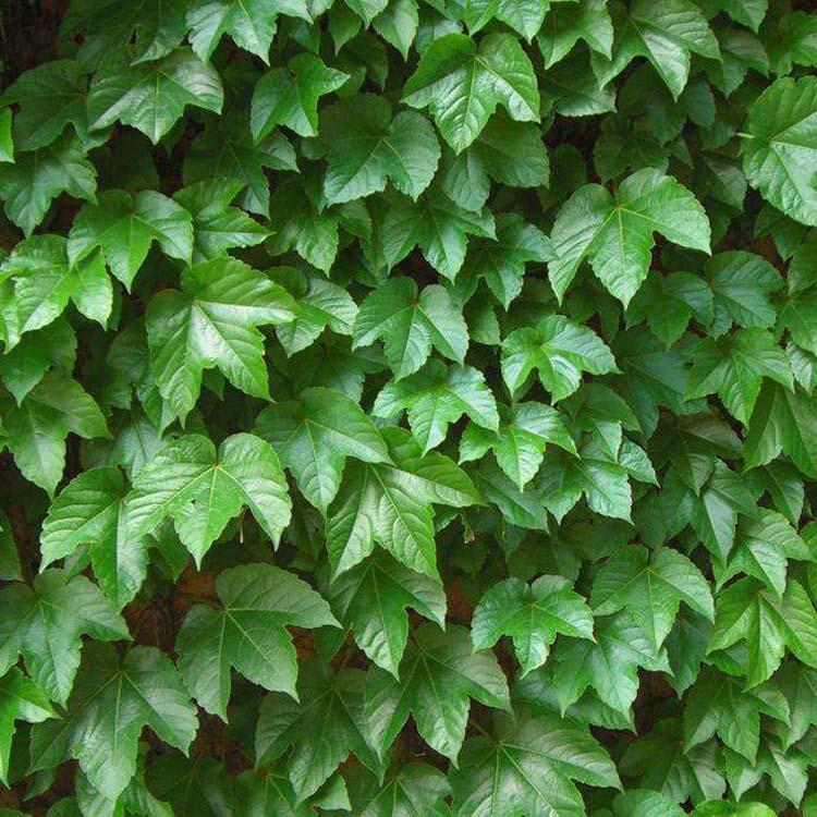 爬山虎植物三叶地锦攀援爬藤植物庭院长廊墙体绿化四季常青绿化
